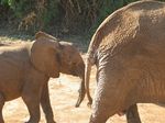 14155 Young and old Elephant.jpg
